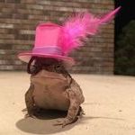 nice_hat_frog.jpg