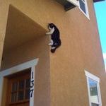 ninja_cat.jpg