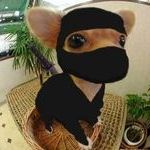 ninja_dog.jpg