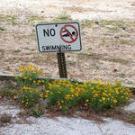 no_swimming.jpg