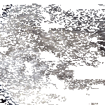 nokallee.gif