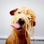 noodle_dog.jpg