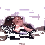 nuijitaas.gif