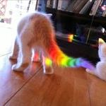 nyan_cat_in_real_life.jpg