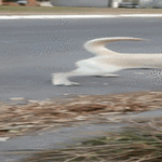 nörttidoge.gif