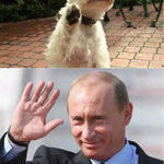 oh_hai_putin.jpg