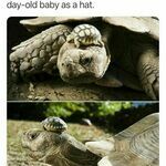 oldtortoise.jpg