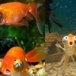 omg_fish.jpg