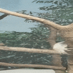 ottakaa_ny_ne_kuvat.gif