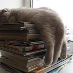 overworked_cat.jpg