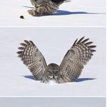 owl.jpeg