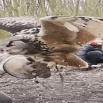owl04.gif