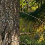 owl_tree.jpg