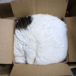 packaged_cat.jpg
