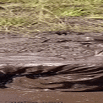 paistattelua.gif