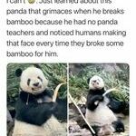 panda6.jpg
