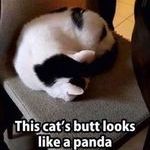 panda_cat.jpg