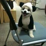panda_dog.jpg