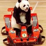 panda_karting.jpg