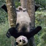 pandacrobat.jpg