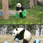 pandas.jpg