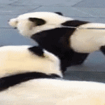 pandat.gif