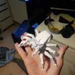 paperspider.jpg