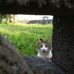 peekaboo6.jpg