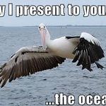pelican_shows_you_the_ocean.jpg