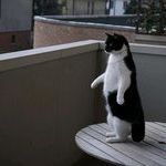 penguin_cat.jpg
