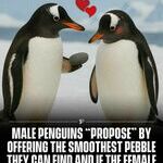 penguins4.jpg