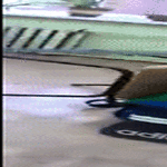 penkki_alta.gif