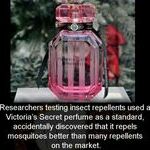 perfume.jpg