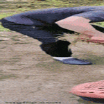 pestaat_polyt_tuosta.gif