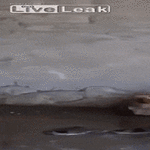 pesupäivä4.gif