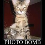 photobomb_cat.jpg
