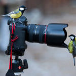 photographer_birds.jpg