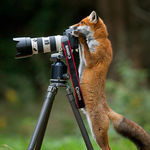 photographer_fox.jpg