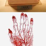 photos_of_blood_vessels_in_the_human_body.jpg