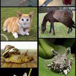 photoshop_animals.jpg