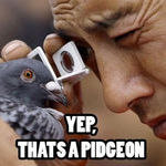 pidgeon.jpg