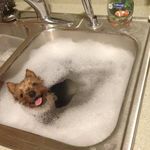 pienelle_koiralle_pieni_kylpyamme.jpg