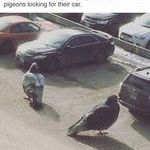pigeons4.jpg