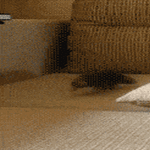 piip.gif