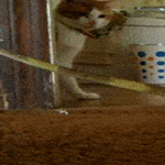 piiskahäntä.gif