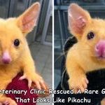 pikachu004.jpg