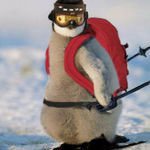pingu.jpg