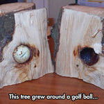 plant_it_and_see_if_it_grow_into_a_tiger_woods.jpg