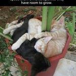 planting_cats.jpg