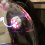 plasmapaw.jpg